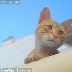 Anabel Greenholt Profile Picture